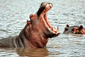 3) Hippopotam