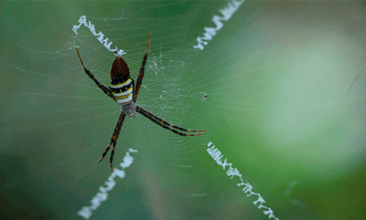 Huni Ağ Örümceği
